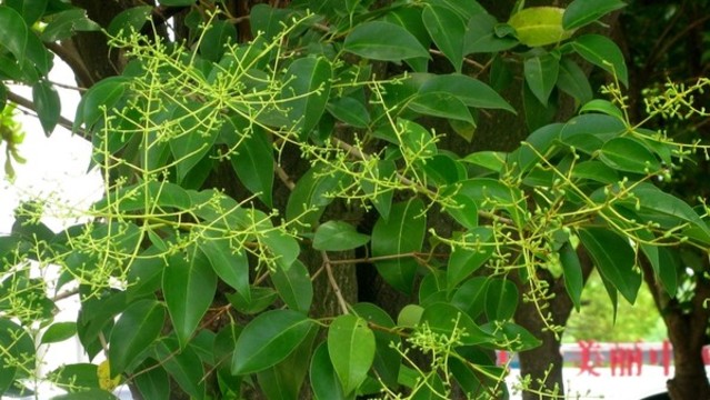 女貞