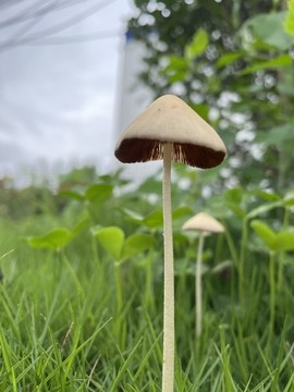 野生蘑菇