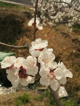 白色的花