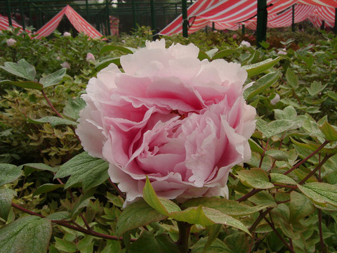 洛陽王城公園牡丹