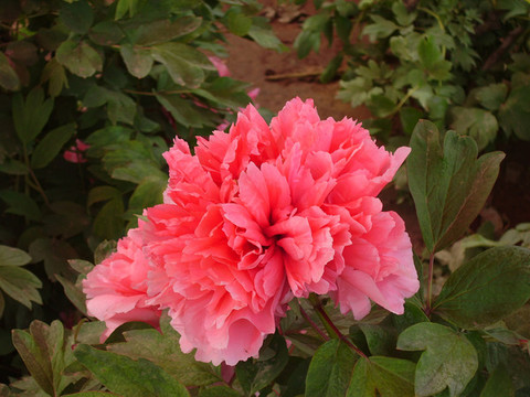 洛陽王城公園牡丹