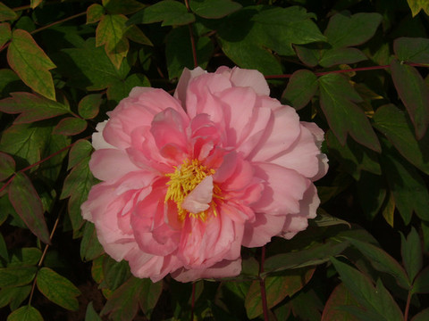 洛陽王城公園牡丹