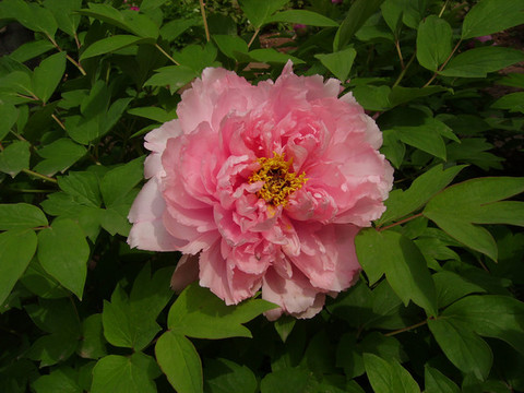 中國(guó)國(guó)花園牡丹