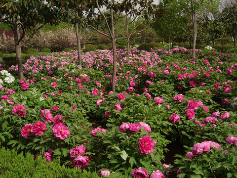 中國(guó)國(guó)花園牡丹