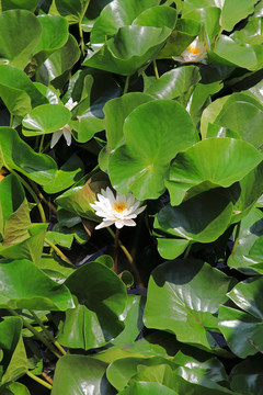 蓮花