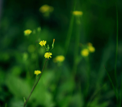 蒲公英花