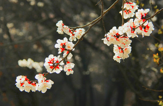 櫻花