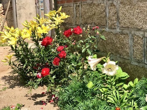 墻角數(shù)枝花