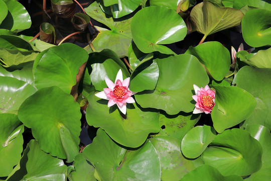 蓮花