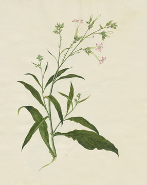 白煙花水彩花卉?chē)?guó)畫(huà)裝飾畫(huà)
