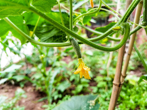 綠色有機(jī)菜園黃瓜