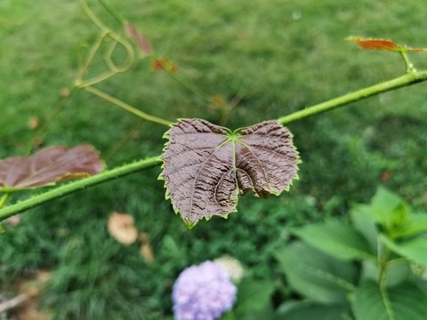 陽光玫瑰葡萄藤