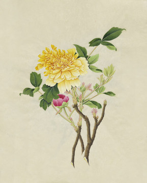 黃牡丹花水彩花卉國畫裝飾畫