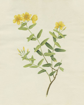 金海棠花水彩花卉國(guó)畫裝飾畫