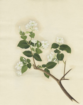 茉莉花水彩花卉國畫裝飾畫