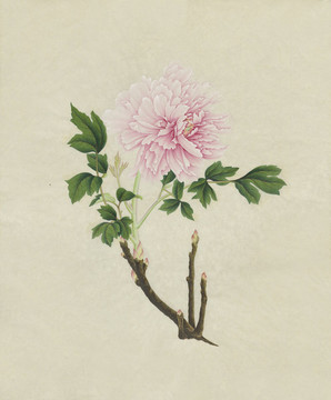牡丹花水彩花卉國畫裝飾畫