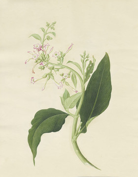熱煙花水彩花卉國(guó)畫裝飾畫