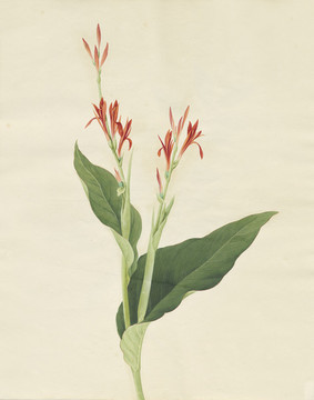 水蕉花水彩花卉國(guó)畫裝飾畫