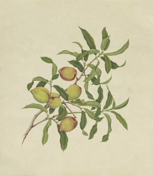 桃子水彩花卉?chē)?guó)畫(huà)裝飾畫(huà)