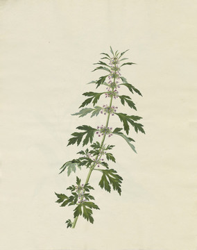 節(jié)草花水彩花卉國畫裝飾畫