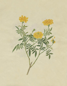 萬(wàn)壽菊花水彩花卉國(guó)畫裝飾畫