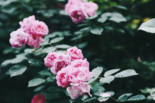 粉色薔薇花