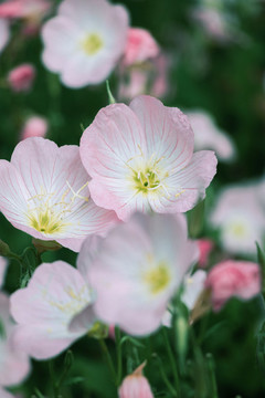 美麗月見(jiàn)草花海