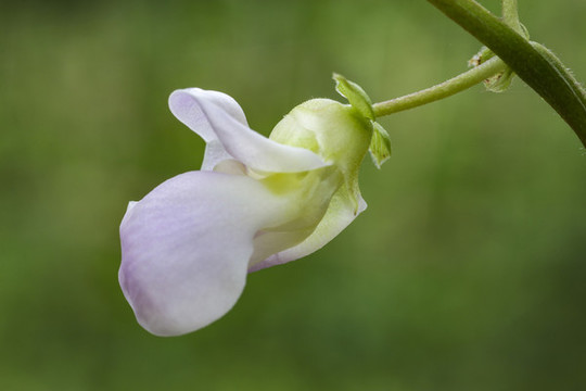豆角花