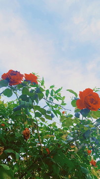 月季花