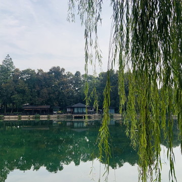 柳樹