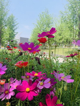 太陽花