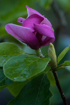 玉蘭花
