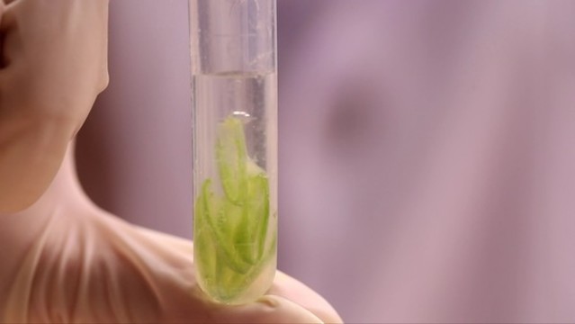 試液試劑檢測(cè)扁豆毒素