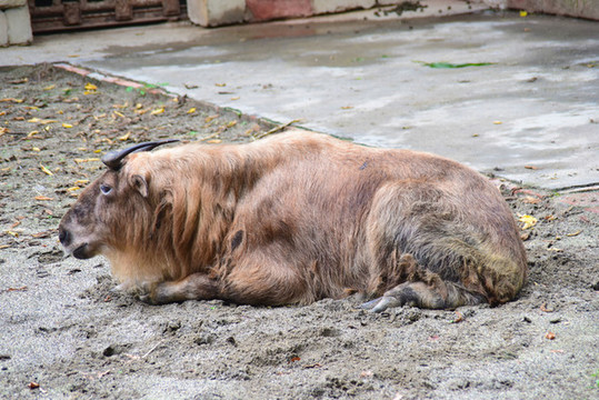 成都動物園羚牛