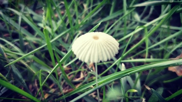 小傘菇
