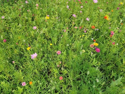 花叢