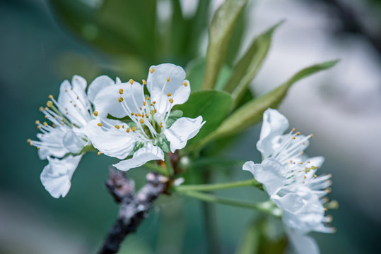李子花開