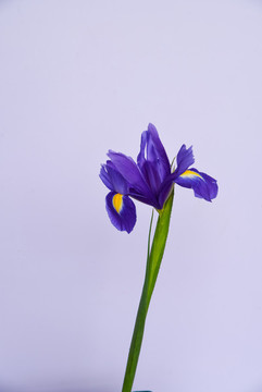 鳶尾花