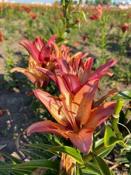 毛百合