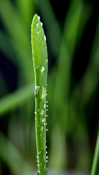 小麥發(fā)芽了