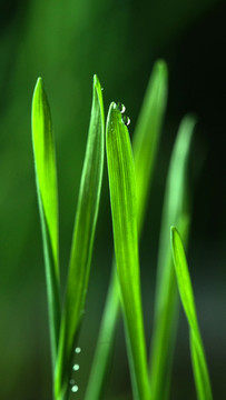 小麥發(fā)芽了