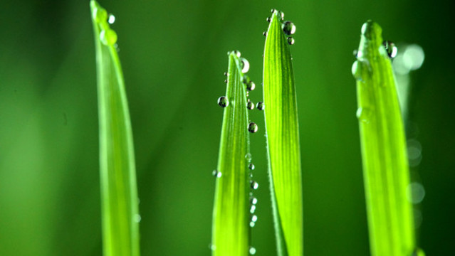 小麥發(fā)芽了
