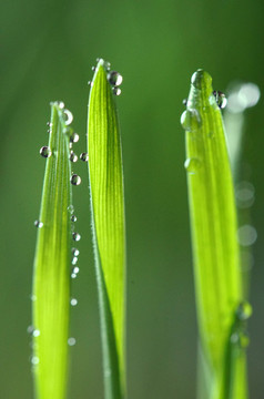 小麥發(fā)芽了