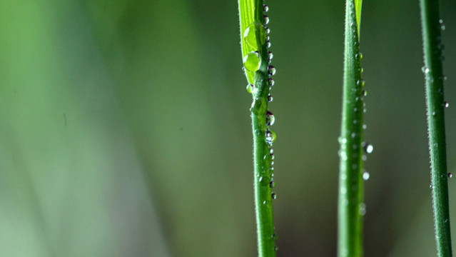 小麥發(fā)芽了