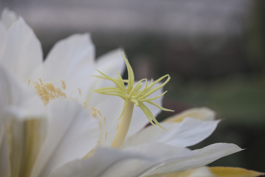 火龍果開花了