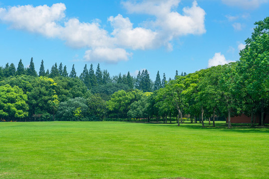 公園草坪
