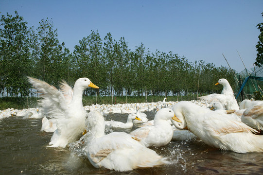 鴨子養(yǎng)殖