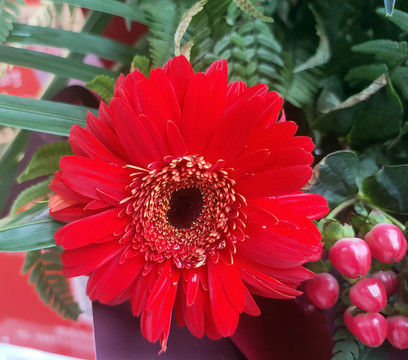 非洲菊