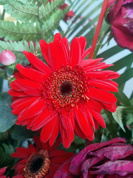 非洲菊