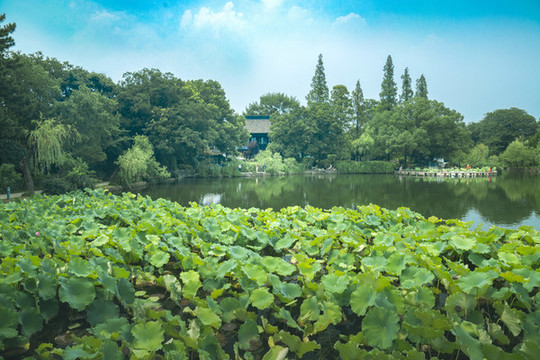 無錫蠡園柳堤花雨